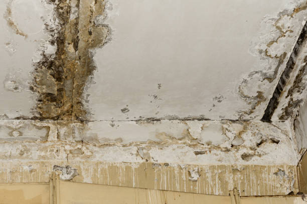Mold Remediation for Vacation Homes in Aliceville, AL