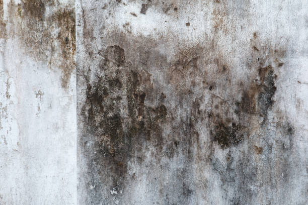  Iceville, AL Mold Removal Pros
