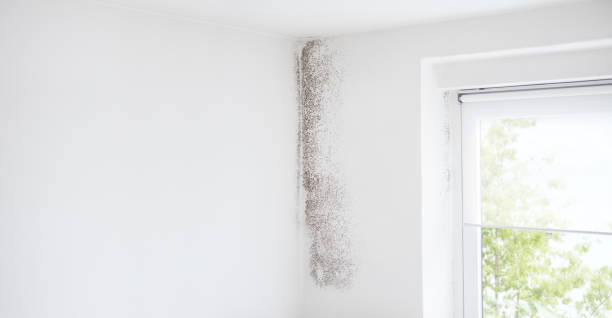Best Forensic Mold Investigation  in Iceville, AL