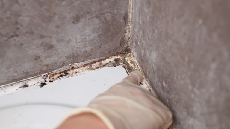 Mold Odor Removal Services in Aliceville, AL